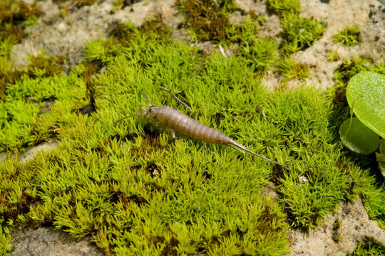 Several wingless hexapods are known as bristletails
