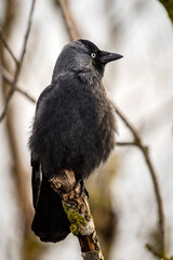 Eine Dohle Rabenvogel sitzt auf einem Ast. 