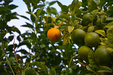 green not yet ripe oranges in the botanical garden in Taormina, Sicily	
