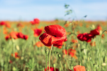 Fototapeta premium Time for the beautiful poppies to bloom.