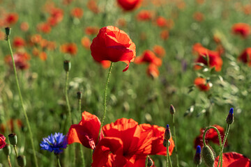 Time for the beautiful poppies to bloom.