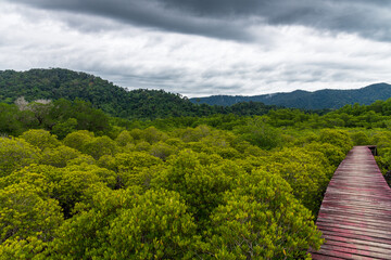 A Scenic Mangrove Walkway Surrounded by Lush Greenery Beneath a Beautiful Stormy Cloudy Sky
