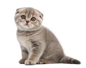 Grey Scottish fold kitten isolated on a white background. Scottish fold cute kitten sitting in front of white background
