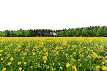 Buttercups blooming in a field at the edge of the forest