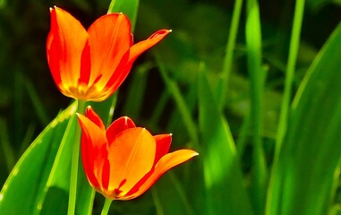 Vibrant tulips in the garden close macro details