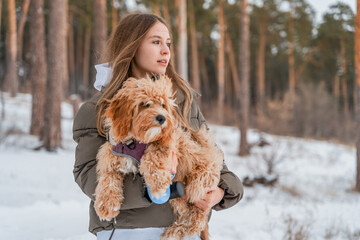 Atmospheric portrait of a curly-haired brown poodle dog in the arms of  young woman in a deserted frosty snowy forest, Nordic and Scandinavian mood. Dog is best friend of teenage girl. Travel with dog