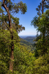 View of Rainforest in Springbrook National Park with the Skyline of Gold Coast in the Distance, Queensland, Australia.