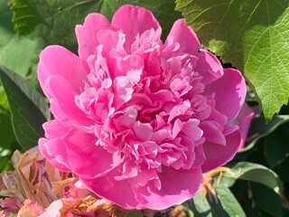 Pink peony flower close-up in a garden on a sunny day, pink petals