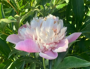 Peony flower on the background of green leaves in the garden.