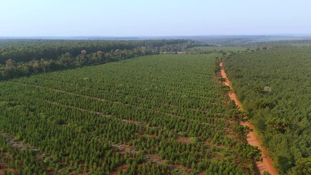 Aerial view of a pine plantation field, part of a reforestation area.