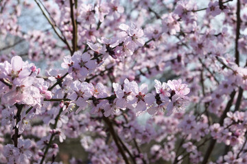 Blooming peach tree in spring. Pink Peach flowers in the springtime garden.