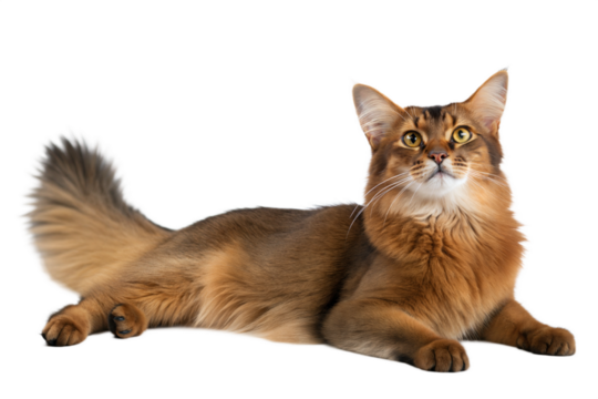 Adult cute Somali cat lying in front of white background. Studio photo