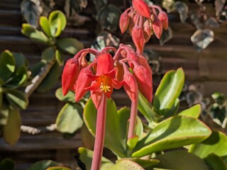 Closeup of an inflorescence of cotyledon orbiculata (aka Pig's Ear or round-leafed navel-wort a succulent from South Africa