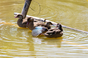 Brazilian Teal in the city park lake.