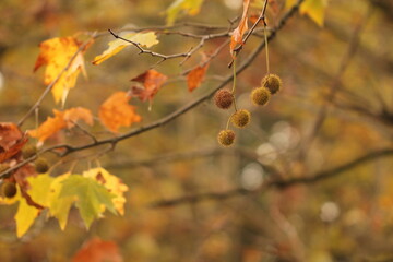 albero di platano in autunno nel bosco