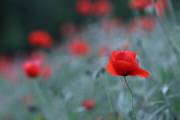 Obraz premium fiori di papavero in primavera