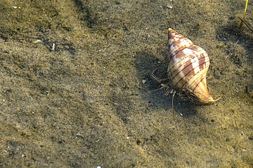 A Hermit Crab scavenging for food while carrying their prized residence with them.