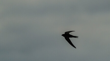 Obraz premium house martin (Delichon urbicum) in flight silhouette