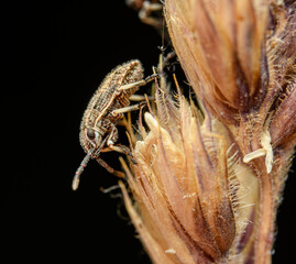 tiny nymph metamorphosis early stage of stink bug