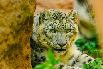 snow leopard (Panthera uncia) or ounce
