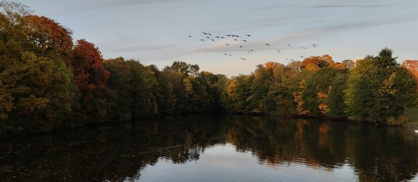 Birds flying over pond and colourful trees in Frogner park of Oslo, Norway, in autumn