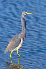 The tricolored heron, formerly known as the Louisiana heron, is a small species of heron native to coastal parts of the Americas. South Padre Island, Texas.