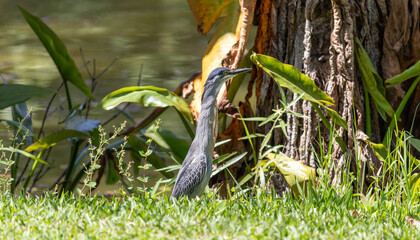Striated Heron Resting on the Lakeshore in Parque de São José dos Campos, Brazil.