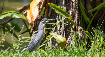Striated Heron Resting on the Lakeshore in Parque de São José dos Campos, Brazil.	