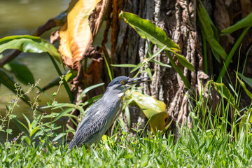 Striated Heron Resting on the Lakeshore in Parque de São José dos Campos, Brazil.	