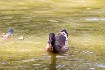 Brazilian Teal in the city park lake.