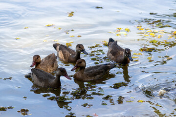 Brazilian Teal in the city park lake.	