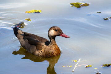 Brazilian Teal in the city park lake.	