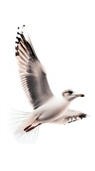 Obraz premium A seagull glides through the sky, wings outstretched, against a backdrop of soft clouds and a greyish hue
