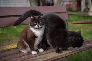 A black and a black and white cat are sitting on a bench