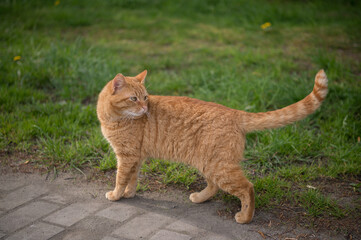 cat on the grass