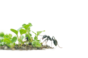 Mutualistic Bond Between Plants and Ants Explored