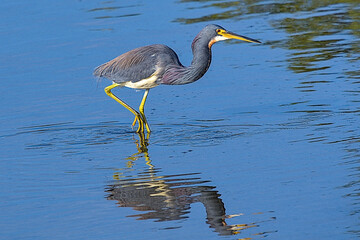 The tricolored heron, formerly known as the Louisiana heron, is a small species of heron native to coastal parts of the Americas. South Padre Island, Texas.