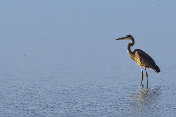The great blue heron is a large wading bird in the heron family Ardeidae, common near the shores of open water and in wetlands over most of North America. South Padre Island, Texas.