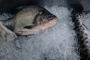 A fresh fish on a bed of ice, ready for sale or preparation in a seafood market.