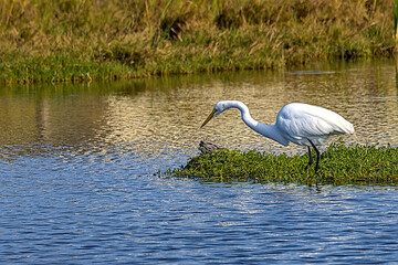 The great egret, also known as the common egret, large egret, or great white egret or great white heron, is a large, widely distributed egret. South Padre Island, Texas.