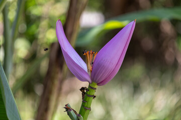 Flower and Fruits of Musa Ornata – The Exotic Beauty of the Ornamental Banana.	