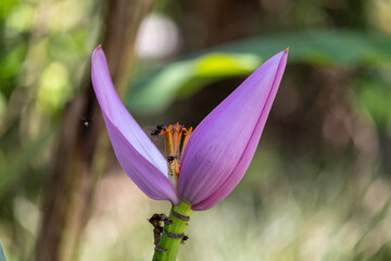 Flower and Fruits of Musa Ornata – The Exotic Beauty of the Ornamental Banana.