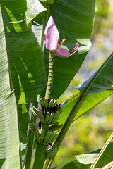 Flower and Fruits of Musa Ornata – The Exotic Beauty of the Ornamental Banana.