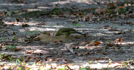 Green-barred Woodpecker (Colaptes melanochloros) in a natural environment.	