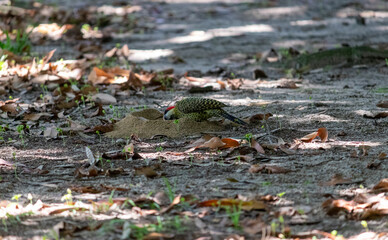 Green-barred Woodpecker (Colaptes melanochloros) in a natural environment.	