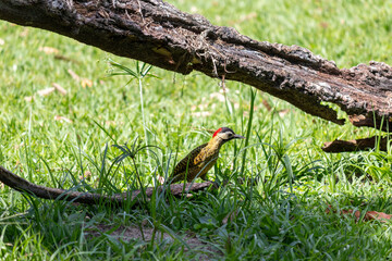 Green-barred Woodpecker (Colaptes melanochloros) in a natural environment.	