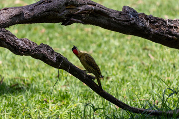 Green-barred Woodpecker (Colaptes melanochloros) in a natural environment.	
