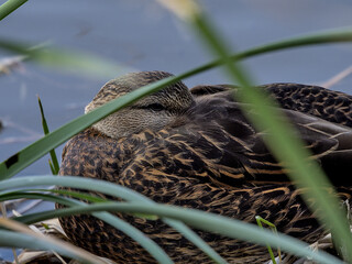 A female mallard duck. The mallard or wild duck is a dabbling duck that breeds throughout the temperate and subtropical Americas, Eurasia, and North Africa. South Padre Island, Texas.