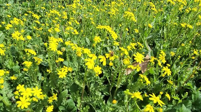 Blooming Eastern groundsel (Senecio vernalis) herbs in a crop field in Mediterranean nature in February