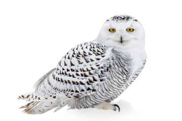 Elegant Snow Owl